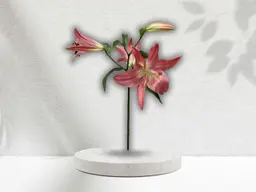Keizer Star Flower